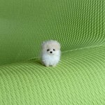 ポメラニアン クリーム パピー羊毛フェルト
