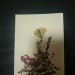 押し花 はがき (53)