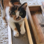 北欧風木製スライド式ねこ爪とぎ☆各社段ボール使用可能・選べる4色☆