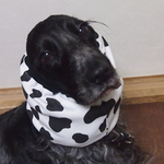 ♡スムースニット・Cow・ブラックリブニット♡中型犬スヌード