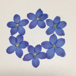 天然押し花素材    96