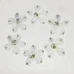天然押し花素材  97