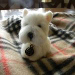 お座りウエスティ