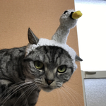 再販！猫用帽子 スワン