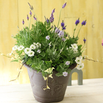 香りを楽しむ♪  レースラベンダーの寄せ植え