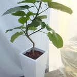 送料無料！ウンベラータ　観葉植物