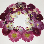 天然押し花素材  101