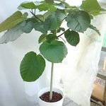 現品 ウンベラータ 観葉植物 送料無料
