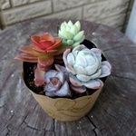 多肉植物　寄せ植え4種　ラズベリーアイスなど