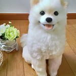 ポメラニアン