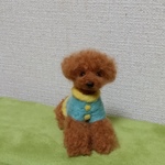羊毛フェルト  ソフトアフロ　トイプードル