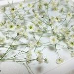 ドライかすみ草 (再再再入荷✩)
