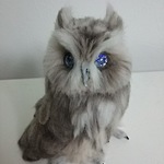 送料込みニシアメリカオオコノハズク(宇宙の瞳)