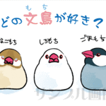 ポストカード　モチ３つ
