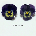 押し花ビオラピアス/イヤリング