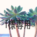 f様専用  ドライフラワーミニスワッグ壁掛け⑤