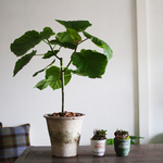 ウンベラータのモスポット植え