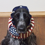 再再販!♡USA!!ネイビースター切り替え♡中型犬用スヌード