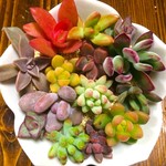 再販×11!!多肉植物/カット苗セット/寄せ植えに♡