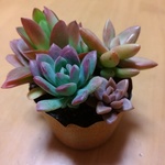多肉植物　寄せ植え4種　ミニベルなど
