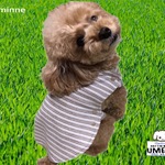 ぱっちん♪楽々ボーダー(ベージュ)