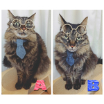 再入荷！デニムネクタイ猫ちゃんの首輪