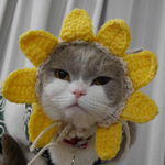 ヒマワリ