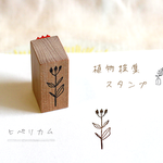 植物採集スタンプ：『ヒペリカム』