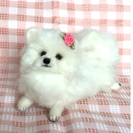 羊毛フェルト ポメラニアン