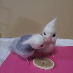 チュ！ホワイトフェイスペア*羊毛フェルトオカメインコ受注制作