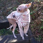 イタグレ服春よこい柔らかニットシャツ