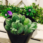 30.カシミアヒントニー♡多肉植物♡ふわふわ