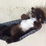 コツメカワウソNo.1