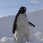 かしましいアデリーペンギン