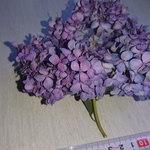 ドライフラワー紫陽花 ④2017