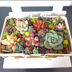 ミニバスケット 多肉植物