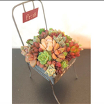 ミニchair 多肉植物