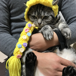 猫用帽子 なりきりラプンツェル