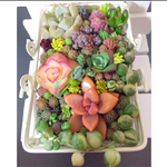 ミニバスケット 多肉植物