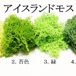 【深緑】カラフルなアイスランドモス　５ｇ