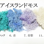【青紫】カラフルなアイスランドモス　５ｇ