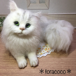 チンチラシルバー