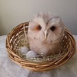 卵とヒナのフクロウ兄弟★送料込み★