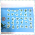 押し花素材＊レースフラワー30