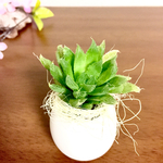 ジワジワ人気⭐︎砂漠の宝石・多肉ジュエリー☆ハオルチアのたまご⭐️︎多肉植物 観葉植物〜スクスク〜