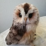 送料込みモリフクロウ