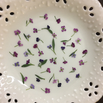可愛いアリッサム(押し花)