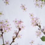 春を先取り！桜の押し花  【再入荷】