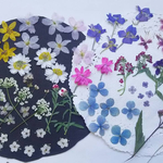 【ワンコイン】押し花カラフルセット    春小花