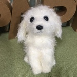 あみぐるみ　マルチーズ♪